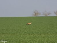 IMG 2354