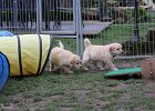 IMG 2239